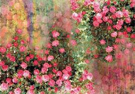 Déantóir Síol Síoda Digiteach Priontáil tSín